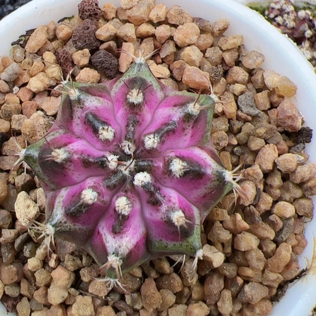 当前无花朵，栽培后可花朵