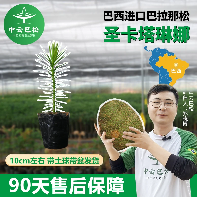 【中云巴松】巴西巴拉那松种苗种子树苗圣卡塔琳娜巴拉那松