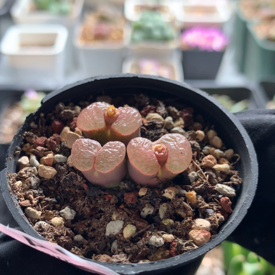 a657磁铁风铃母本
