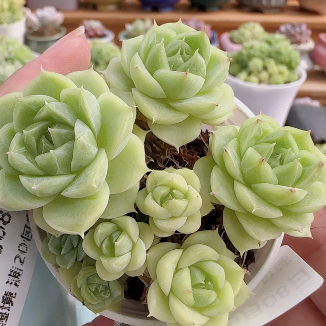 花语逸镜0908-42散