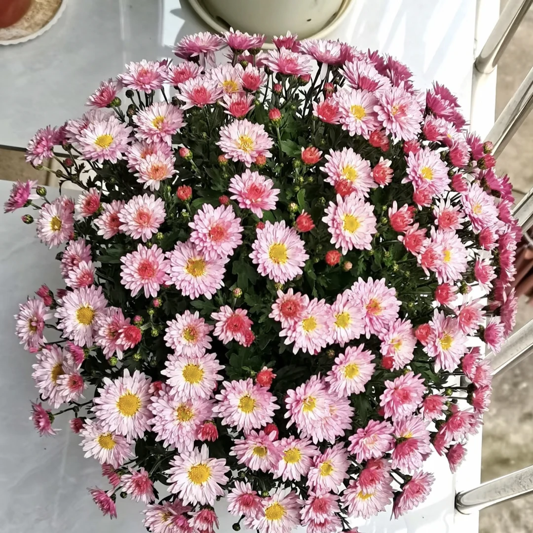 【粉黛玫红球菊菊花】精致千头菊花带花苞发货