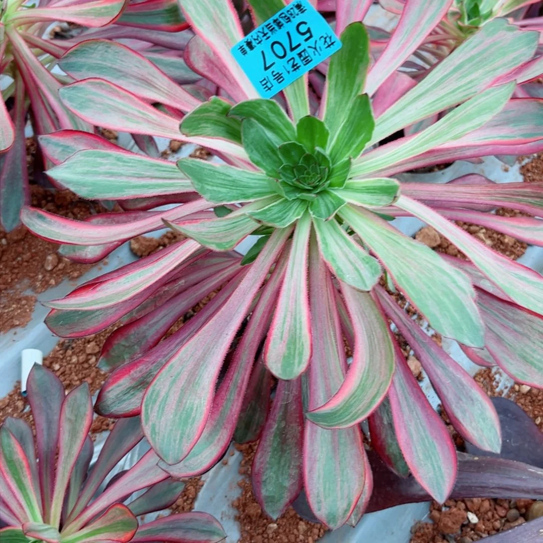 巫毒火凤5707多肉植物