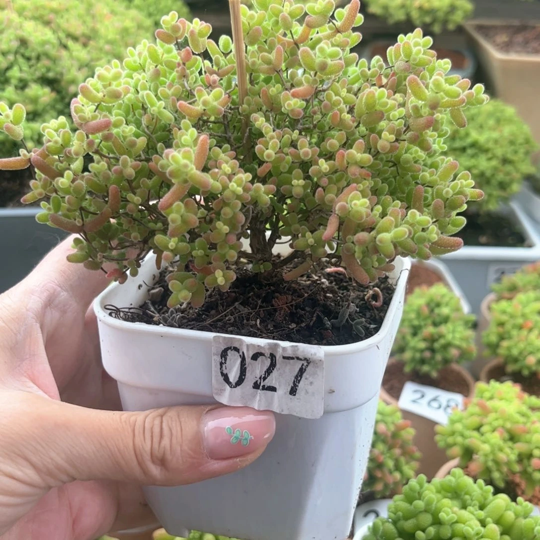 无花朵027蜜桔可爱多肉植物