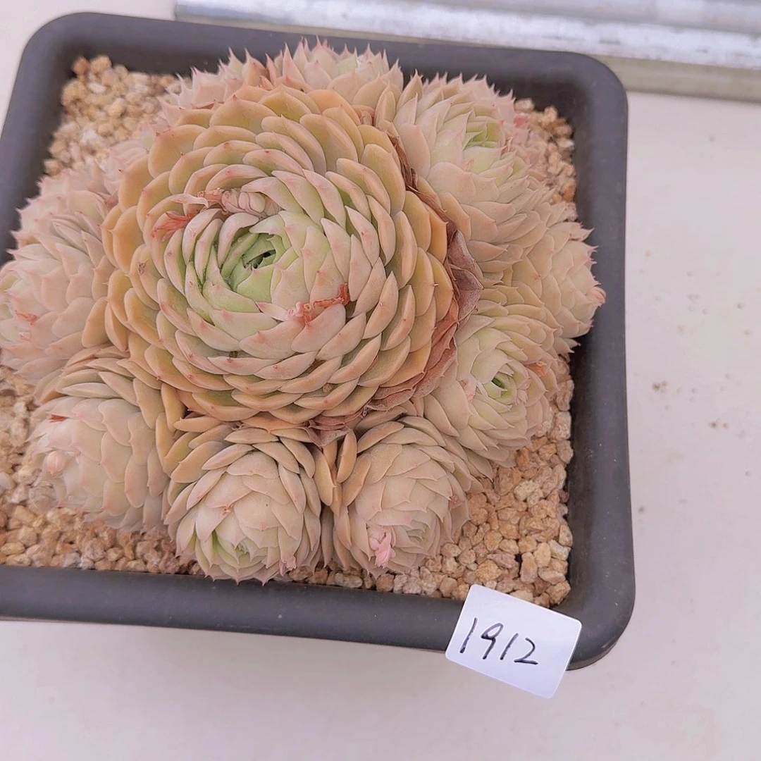 平1912昂斯诺多肉植物