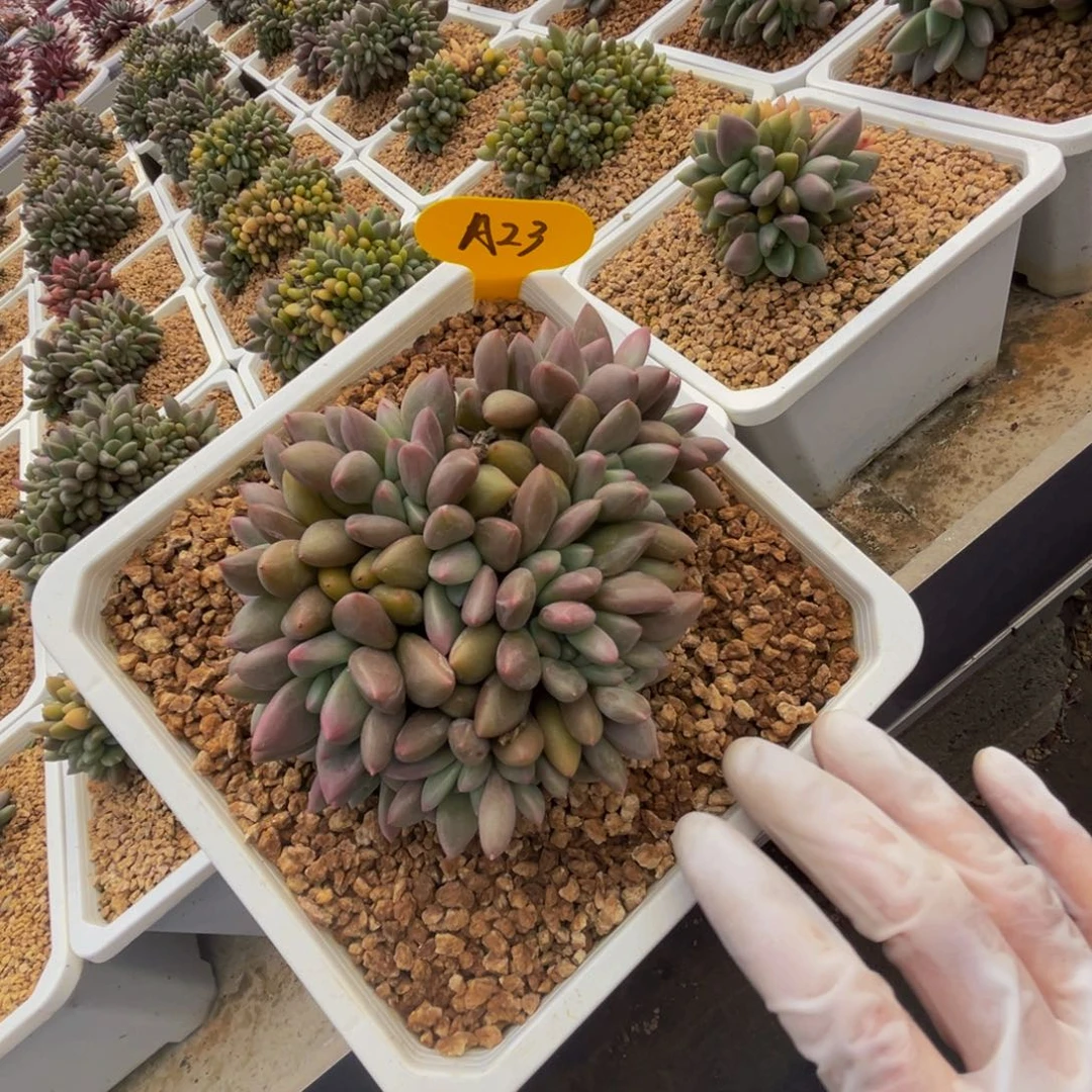 a23桃花源缀化呀呀呀