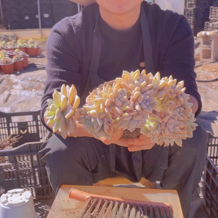 103淡雪缀化一物一拍