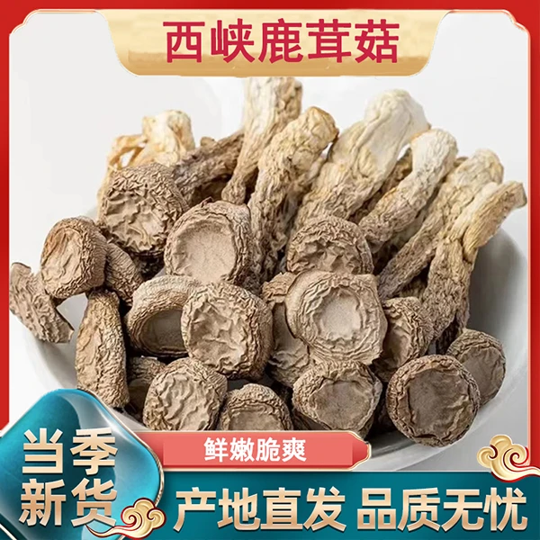 伏牛山特产鹿茸菇