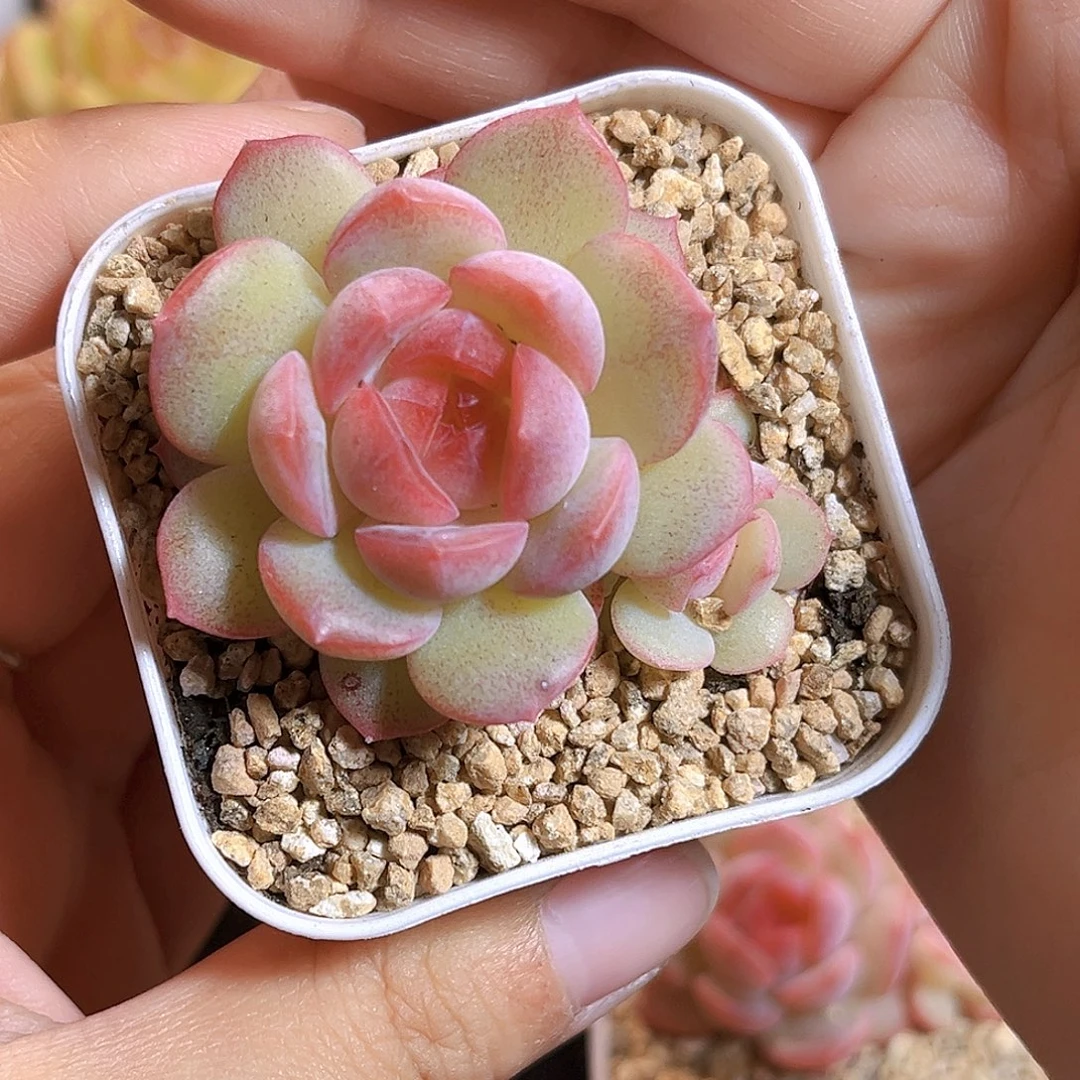 财****339一物一拍 王炸