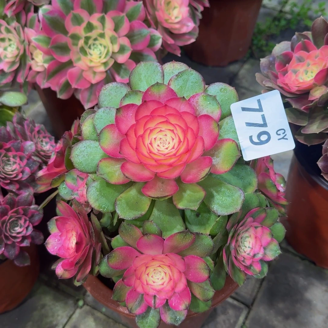 多肉植物779荔枝法师