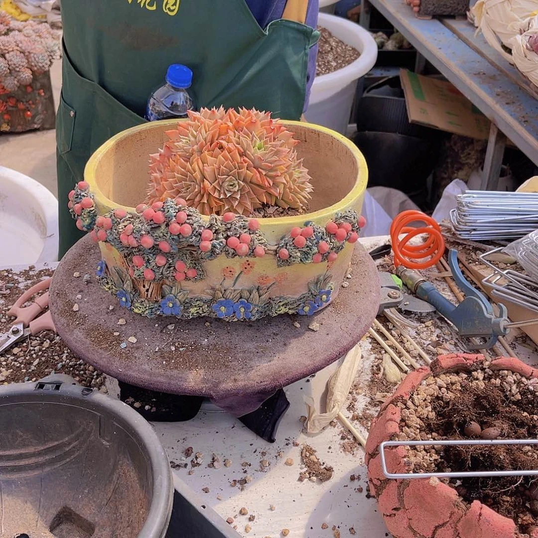 一**茶多肉皮皮虾奶茶姐带盆