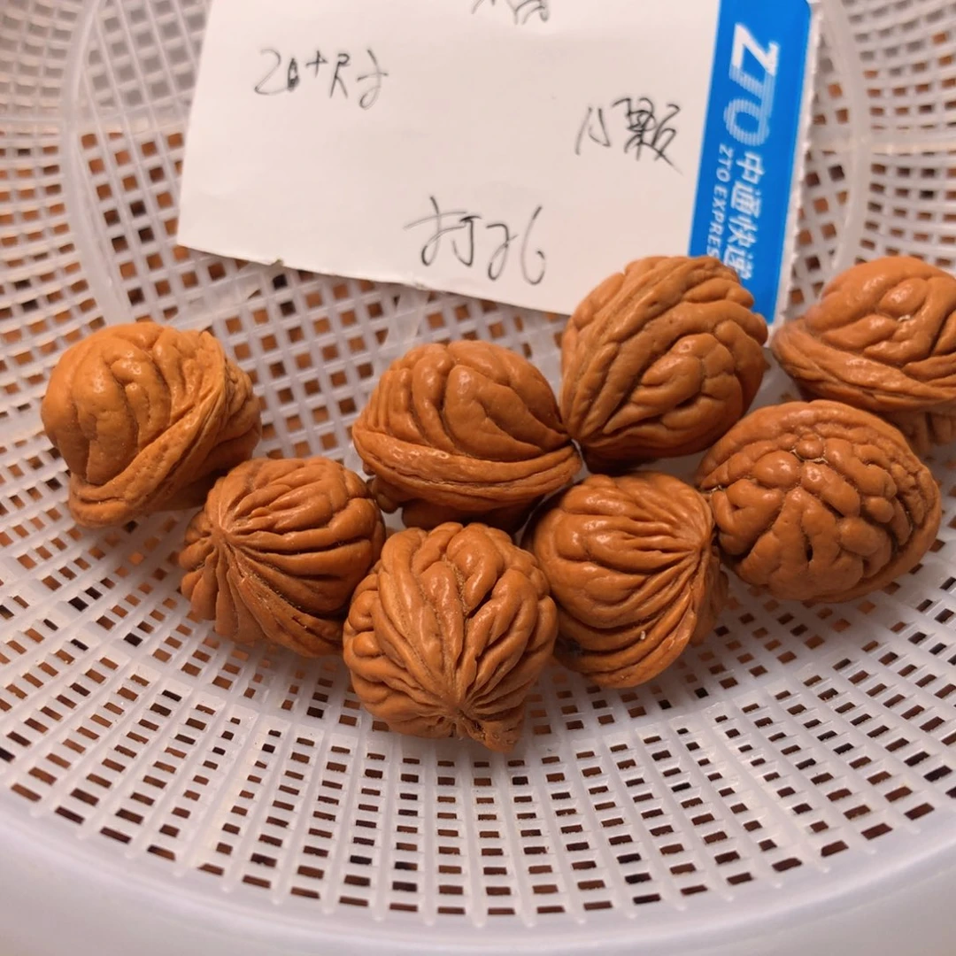 野生桃核霸王龙20+