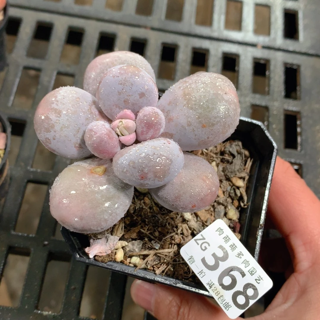 肉萌萌拇指盆精控多肉ZG368