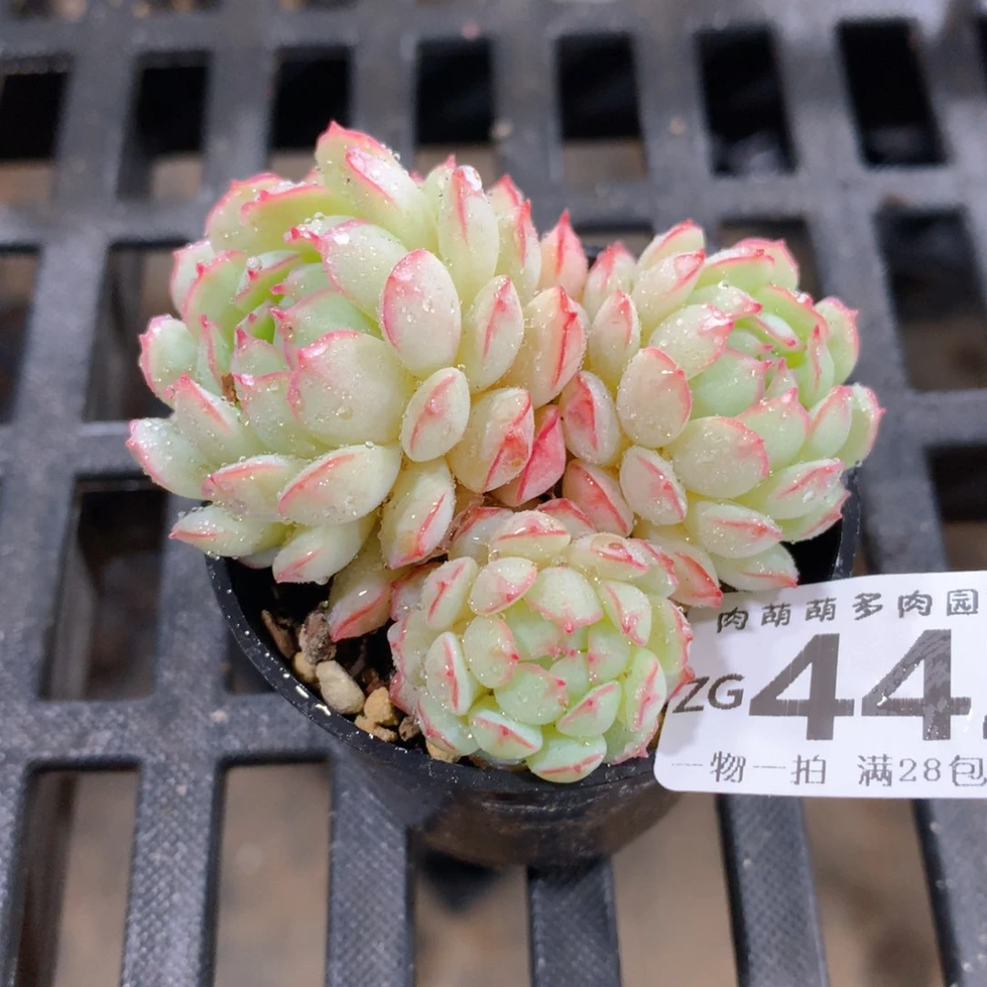 肉萌萌拇指盆精控多肉ZG442