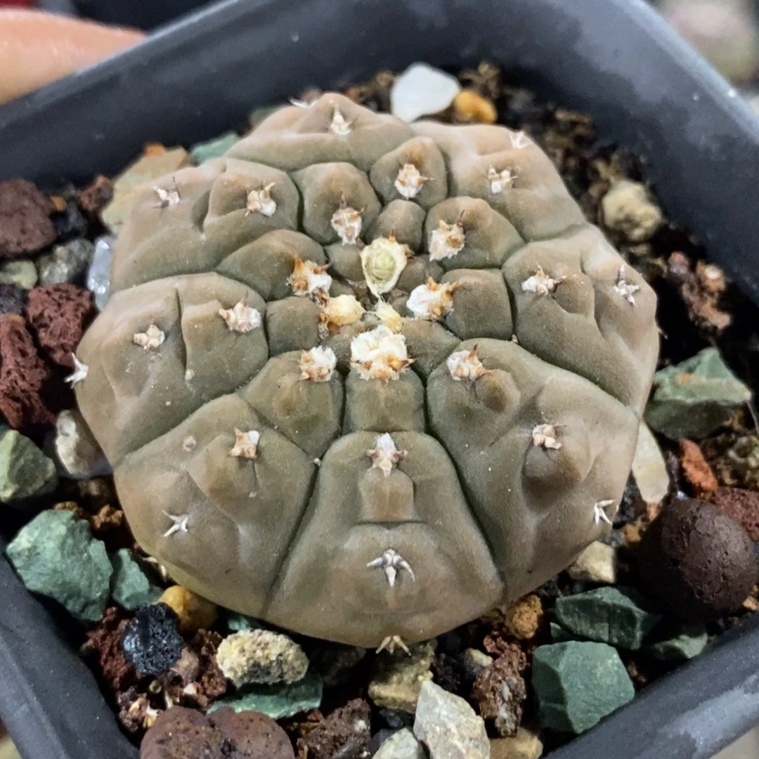 植播园艺短豪刺怪龙丸