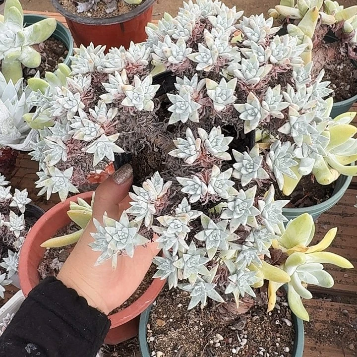 80头白菊一物一拍128