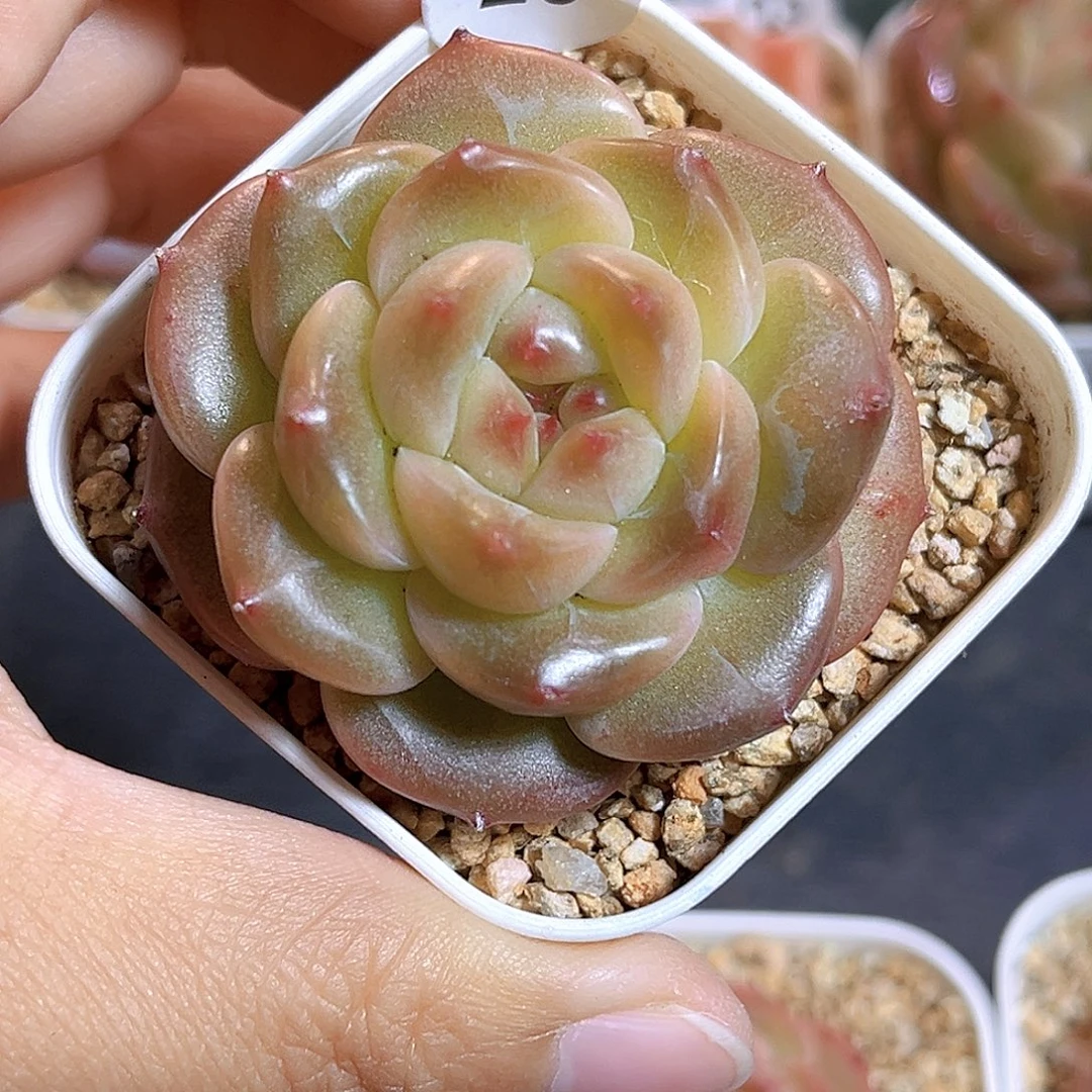 026 新品珍妮  满18包邮