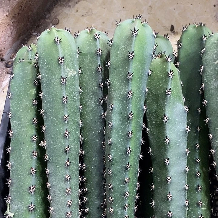 黑刺绣谱一代侧芽4.88