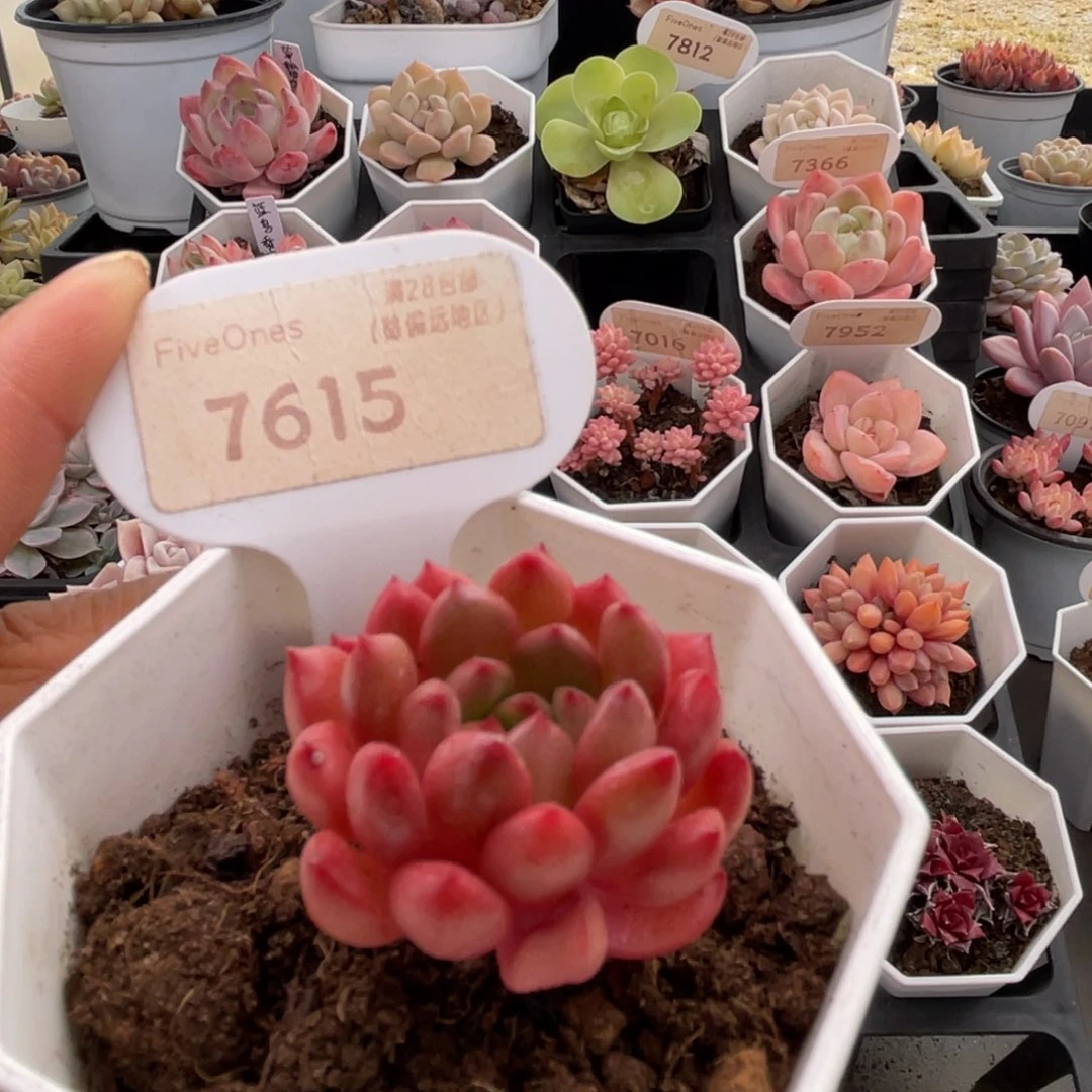 鸡血红宝石7615-3.5厘米