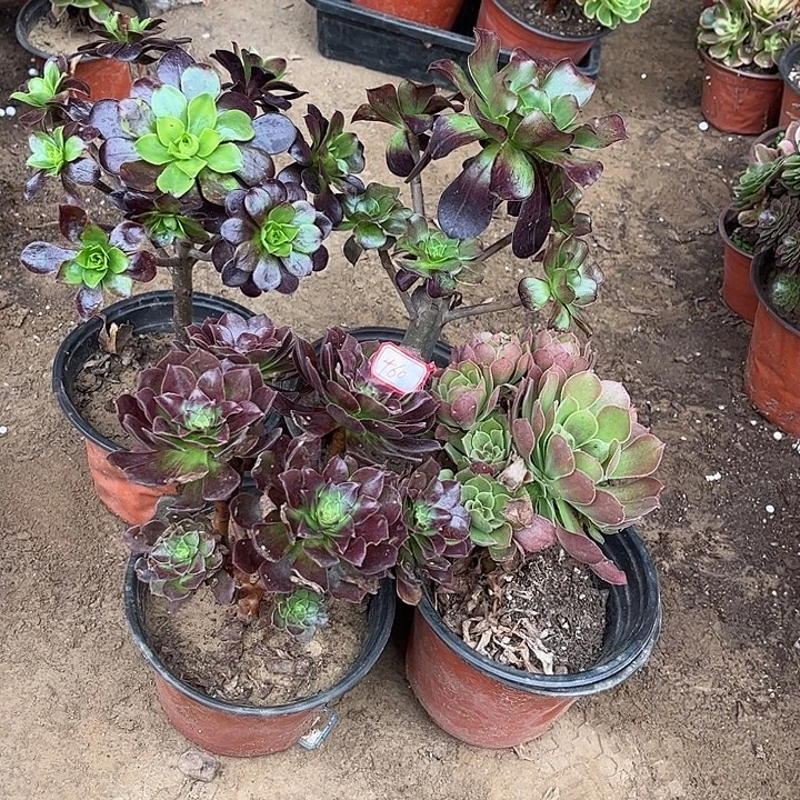 460多肉植物组合，