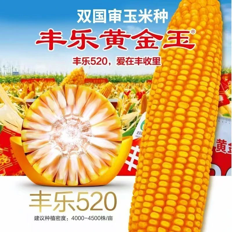 丰乐520高产抗病优质玉米种子