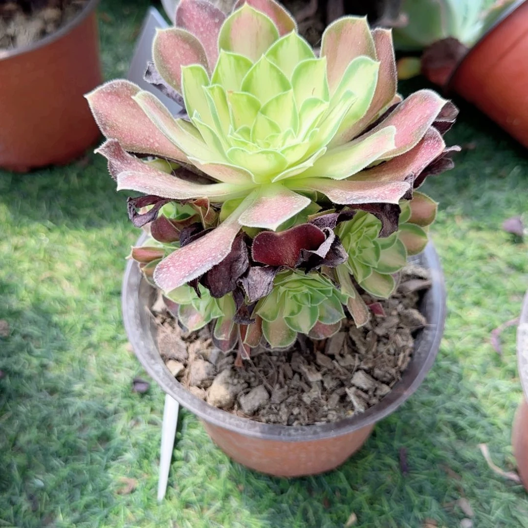 无花朵韶华手捧特价多肉植物