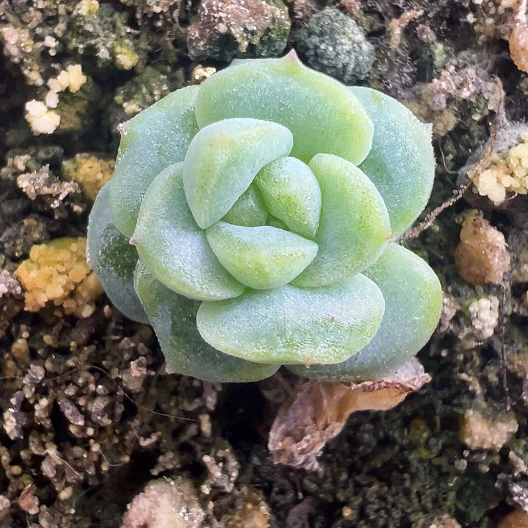 145甜心。 开播福利。