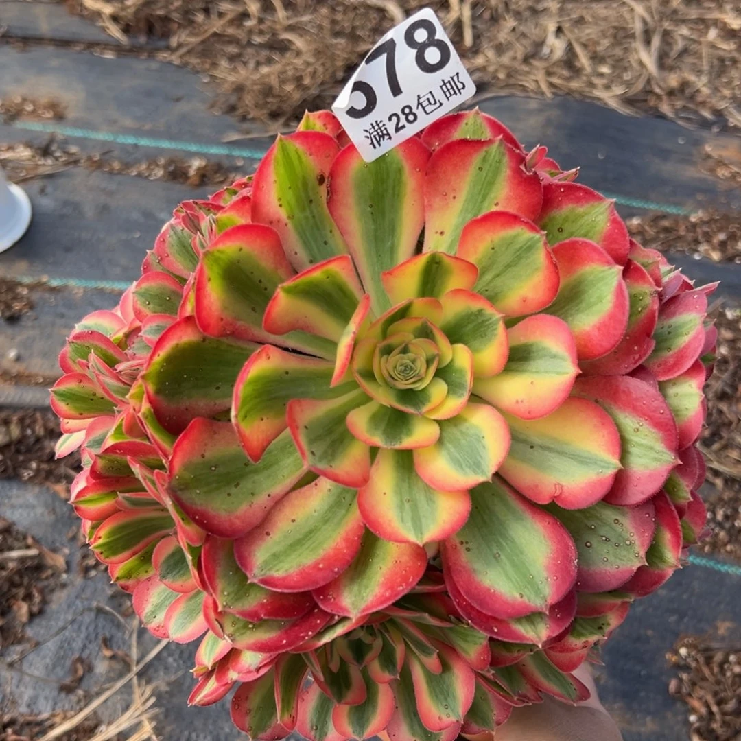 多肉植物578妖桩的