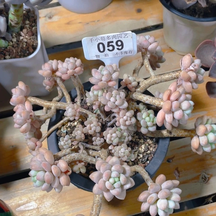 颜*玉谢谢你的支持0000059