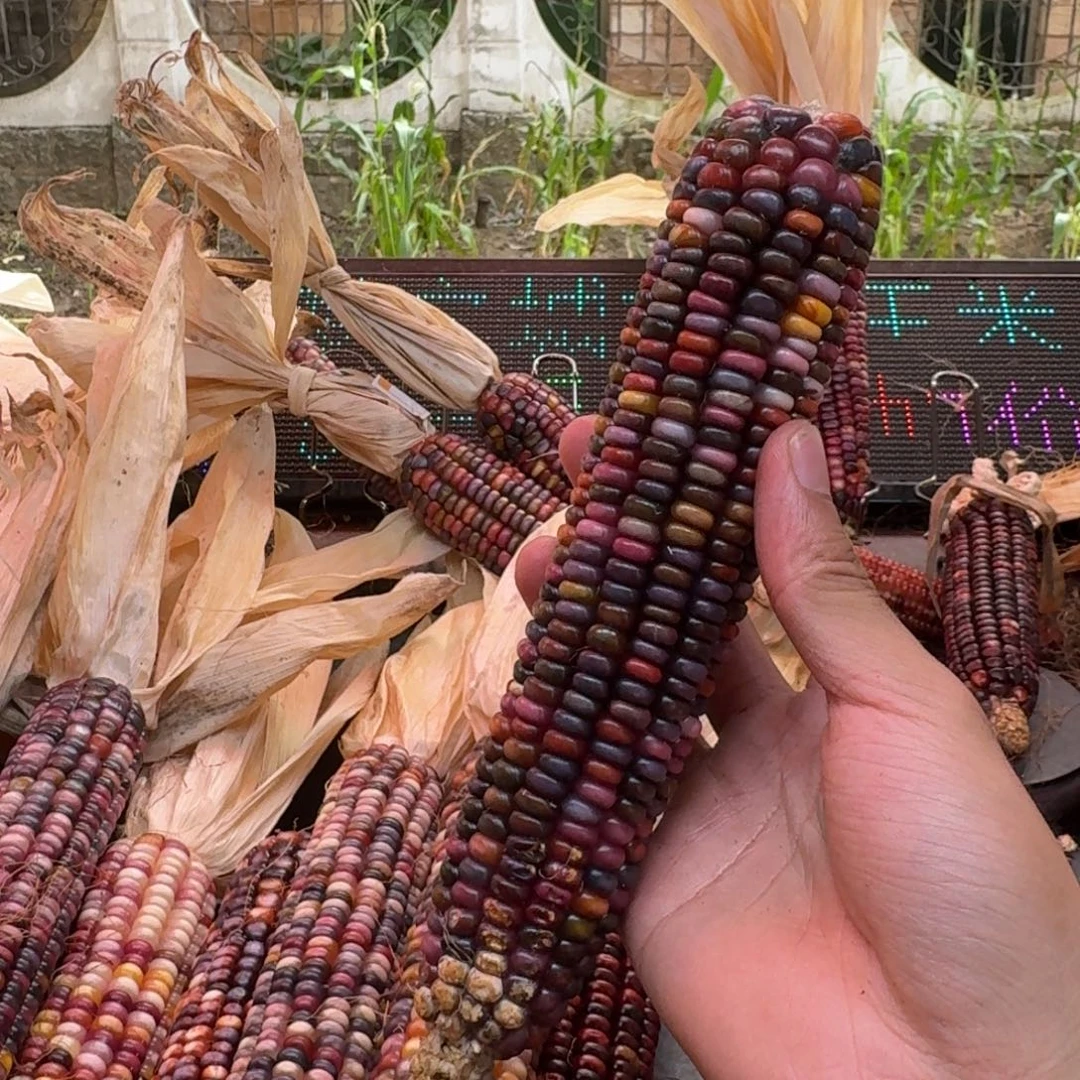 米***夏吊坠柏香籽/百香籽
