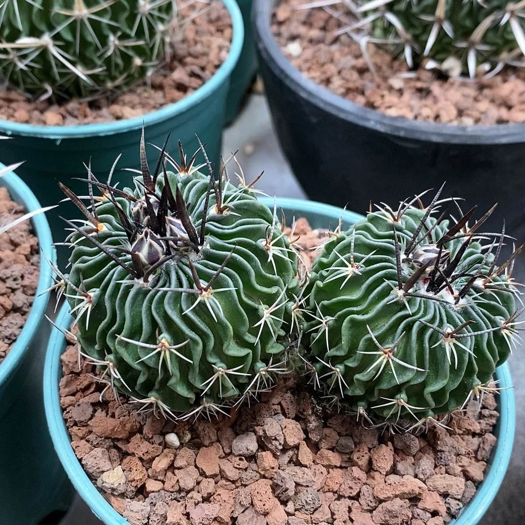 雪**豆实生双头黑刺振武玉