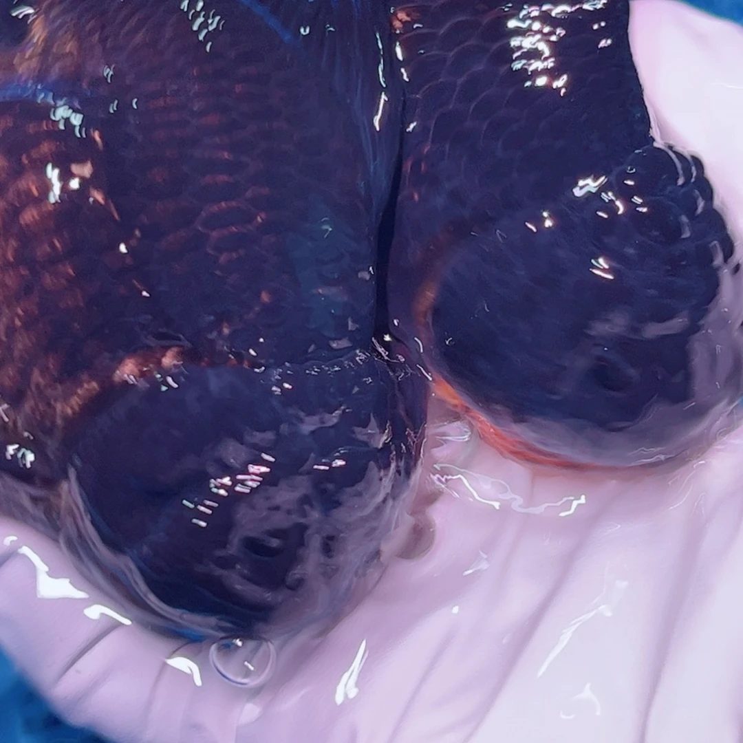 狮头鱼直播间一物一拍