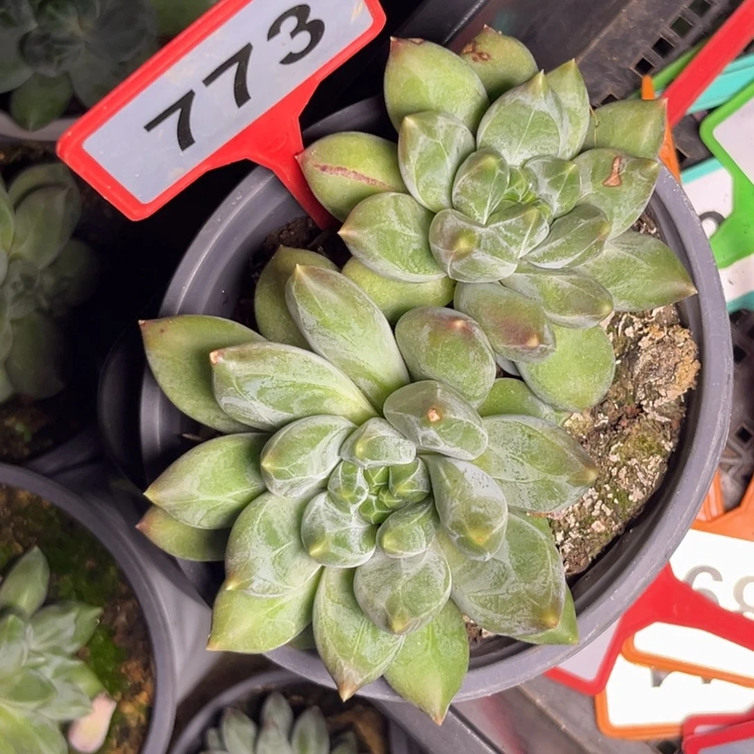 多肉植物彩体重楼773