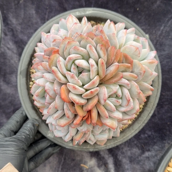 秋***叶18厘米左右一物一拍的