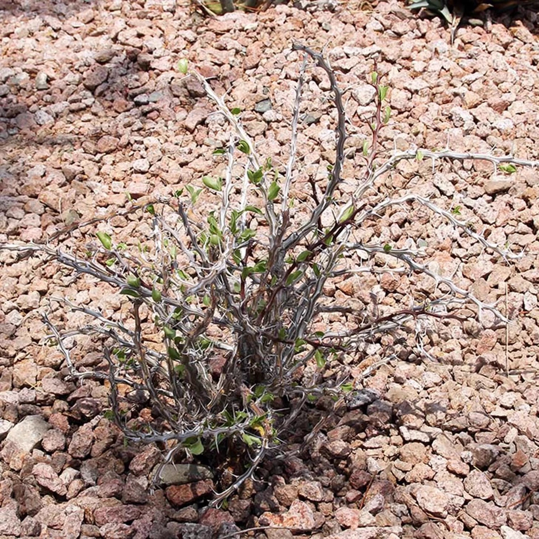 美丽福桂树 Fouquieria formosa 块根植物 一物一拍 网红多肉