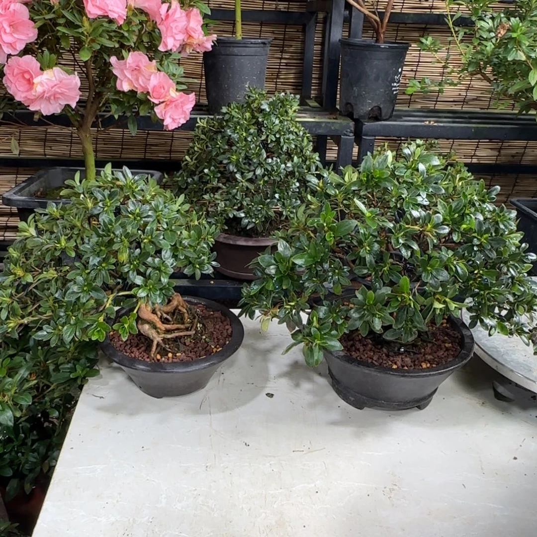 春***面完全开放明美之月杜鹃花