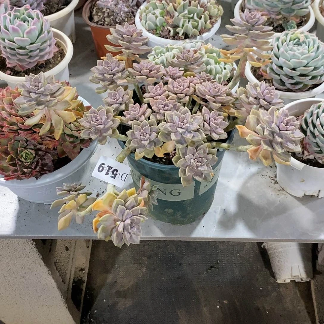 荔**糖519阿伦培多肉植物