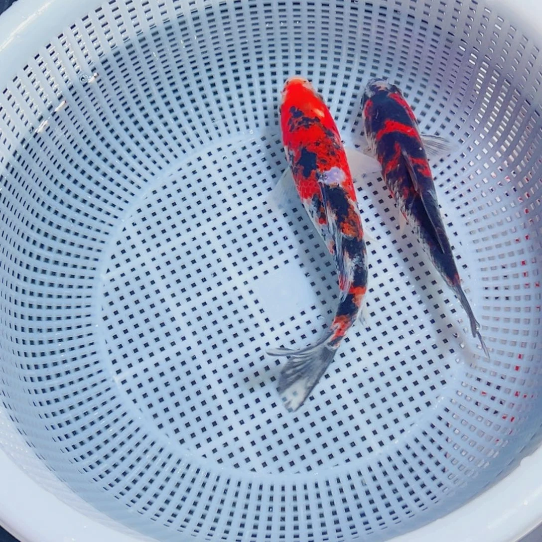 锦鲤锦鲤观赏鱼1111