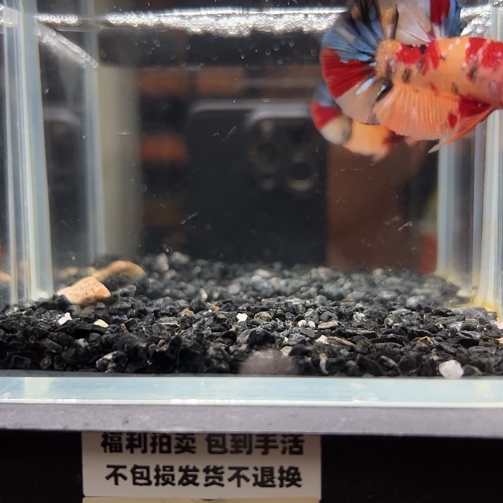 斗鱼竞拍跑单拉黑27号43
