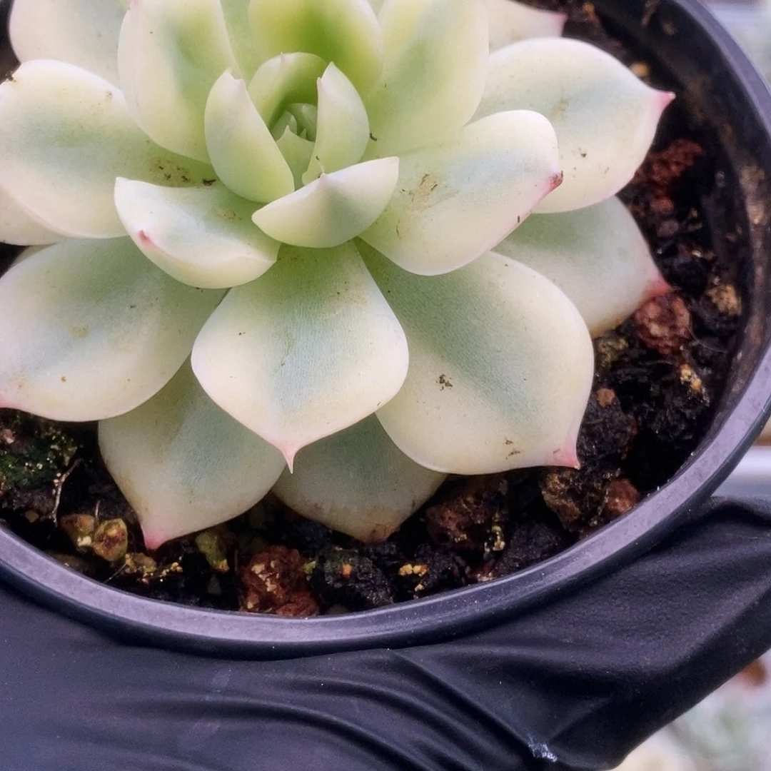 020侧影锦锦锦锦锦