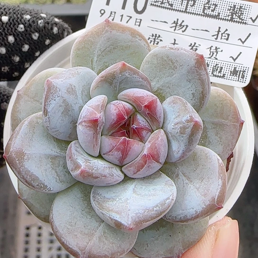 多肉0917--110石榴籽星影