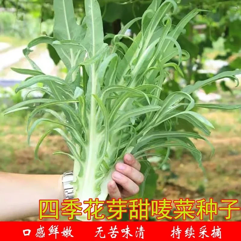 正宗高州唛菜种籽甜麦菜种子苦麦菜种四季青菜籽种苦麻菜蔬菜种孑