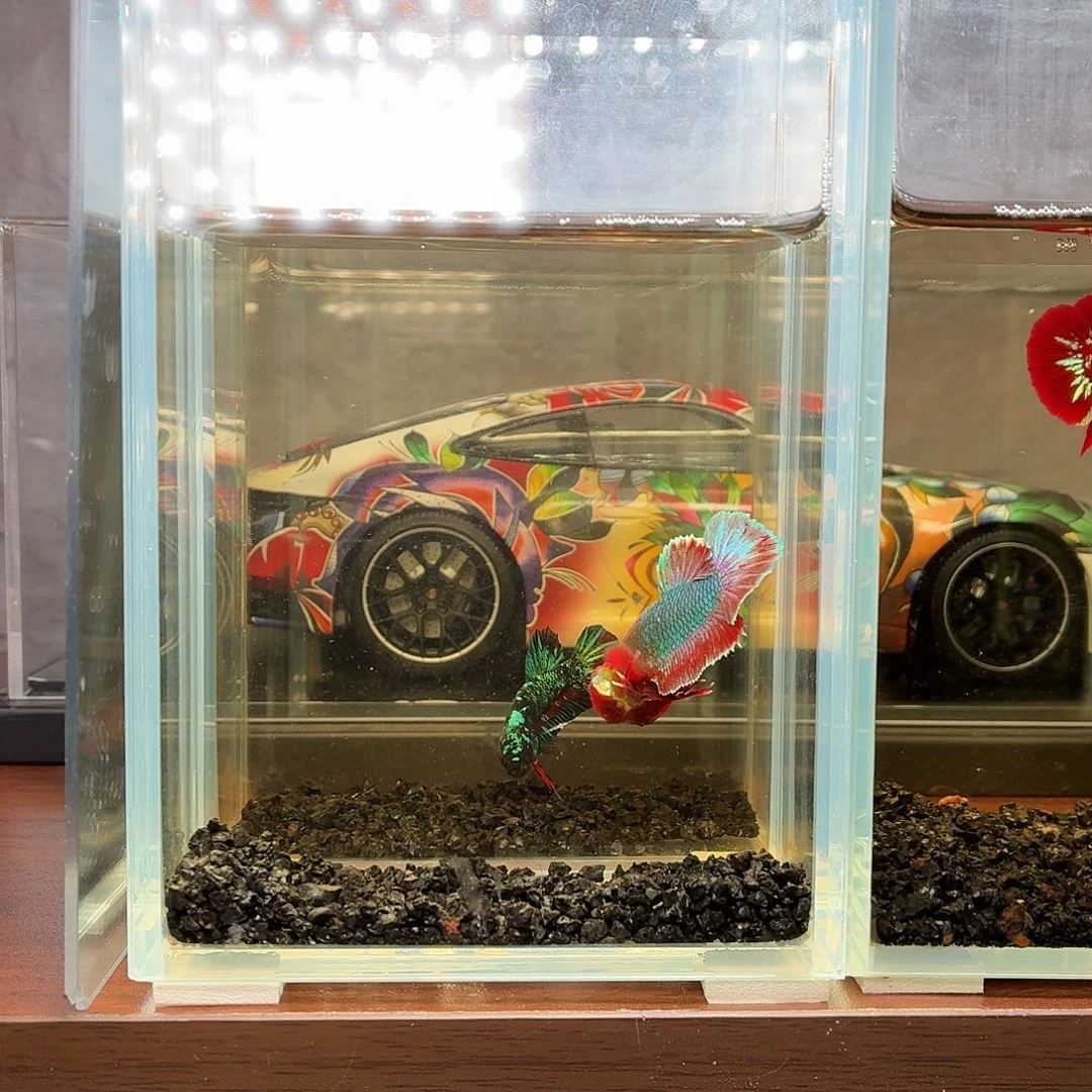 斗鱼彩金红魔将军