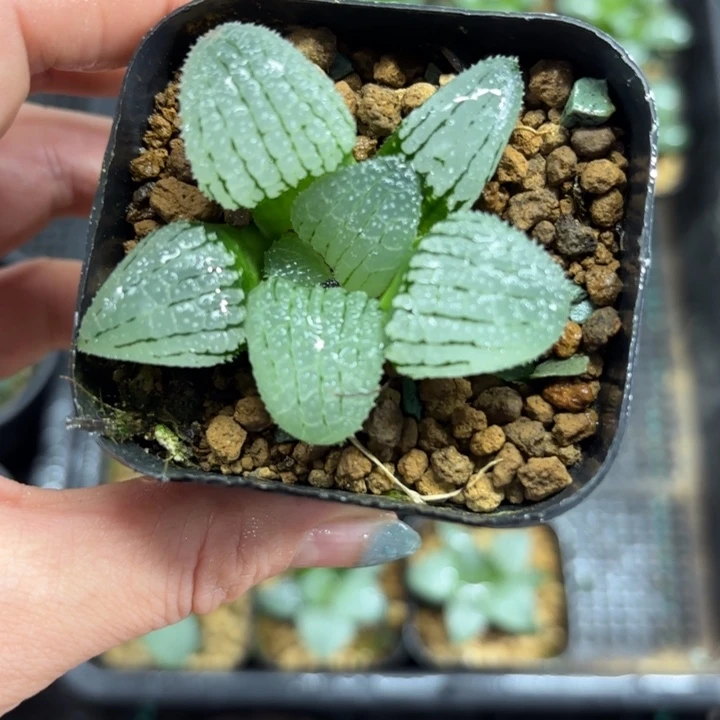 天空之境多肉植物
