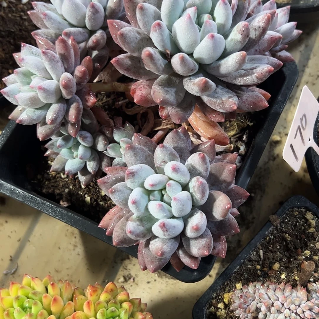 所罗门捧花多肉植物