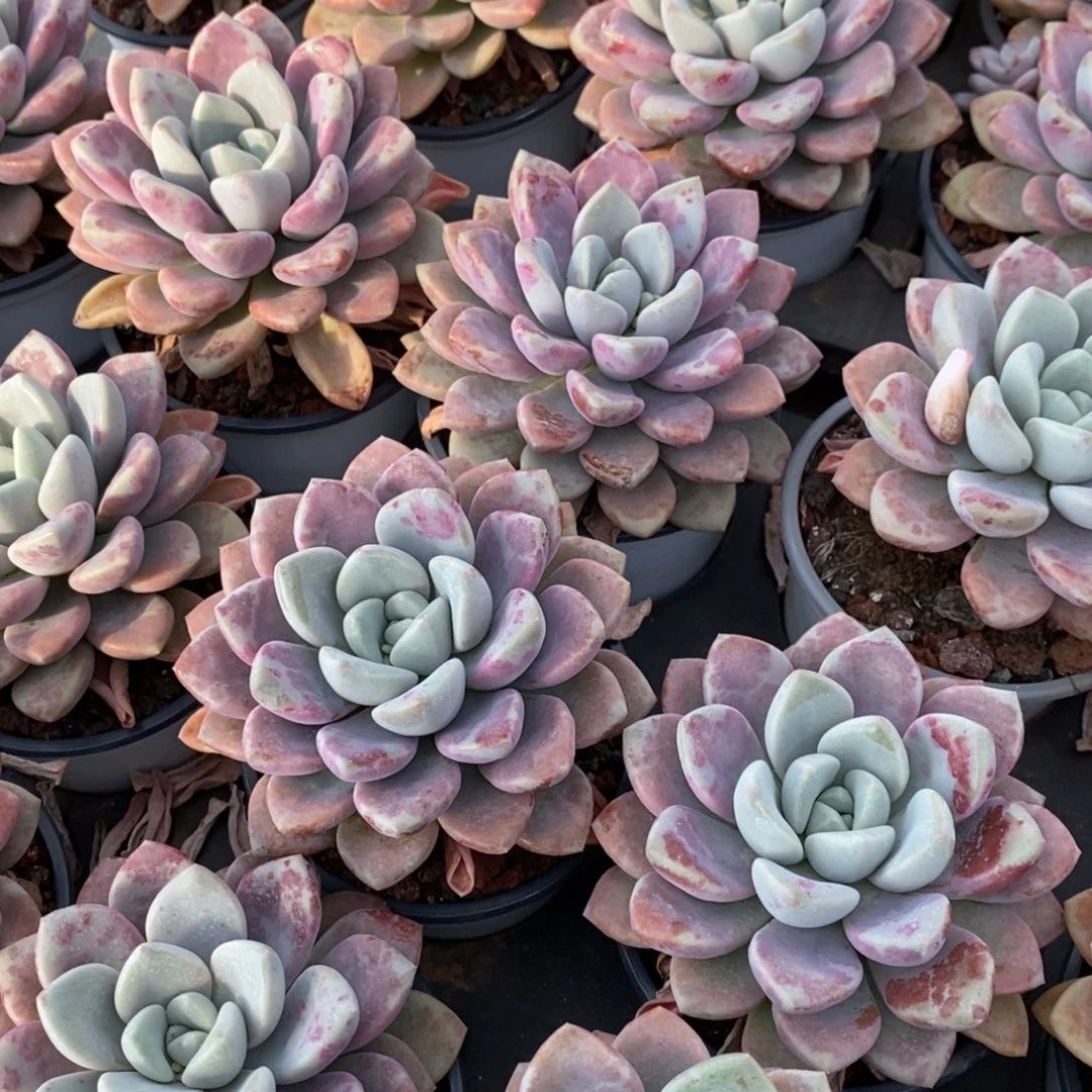 129花瓣鹿单头 福利多多