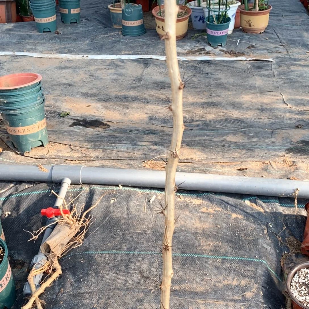 完全开放用****73层重瓣叶仙嫁接