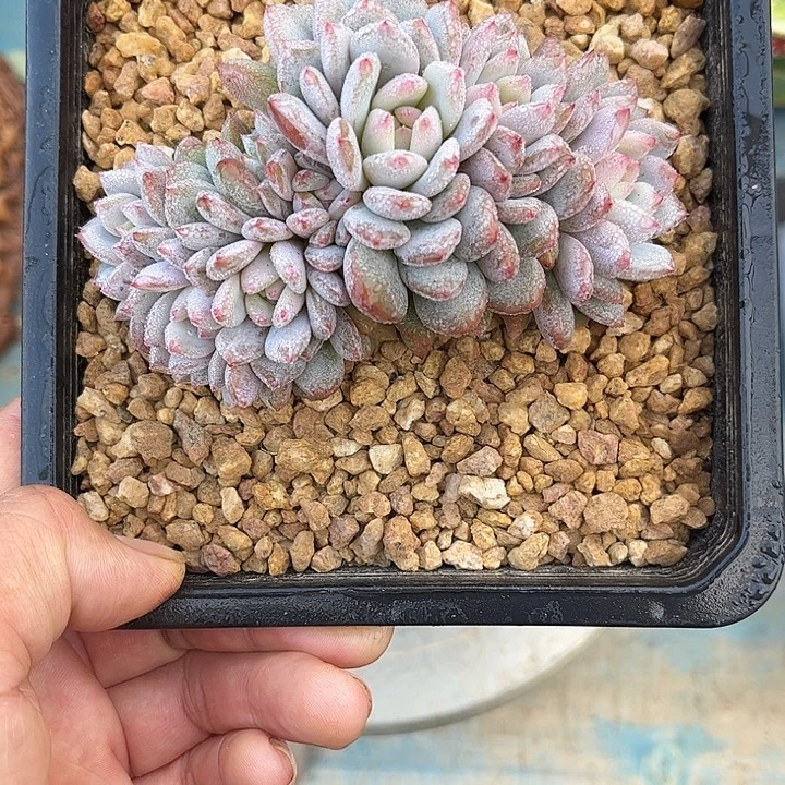 多肉植物一物一拍