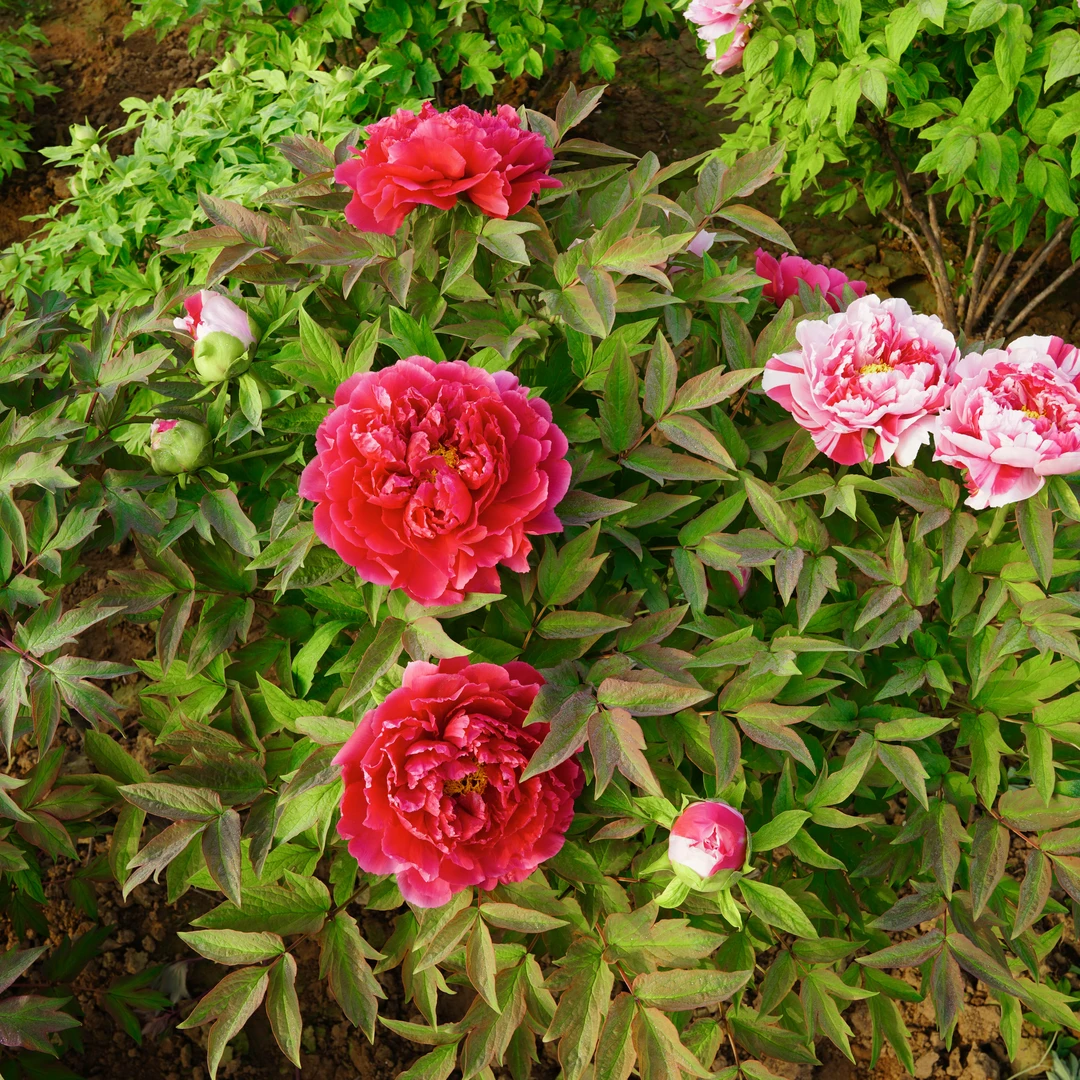 精品牡丹一物一拍