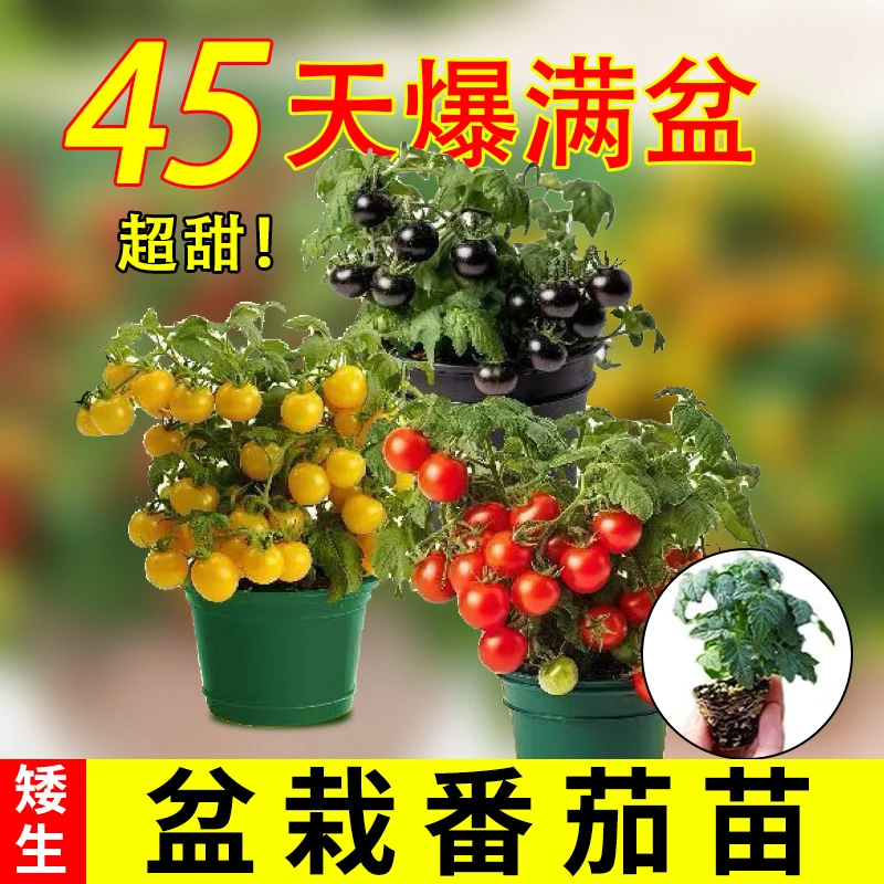 [矮生番茄苗]寿光盆栽番茄苗小番茄苗秧圣女果小西红柿阳台蔬菜苗