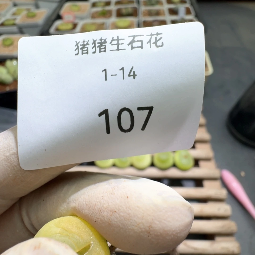 1-14-107大王拉登